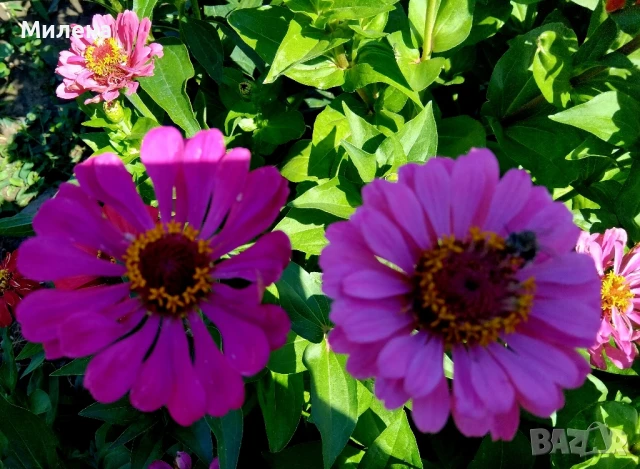 Семена за едногодишни цветя , снимка 10 - Сортови семена и луковици - 51341019