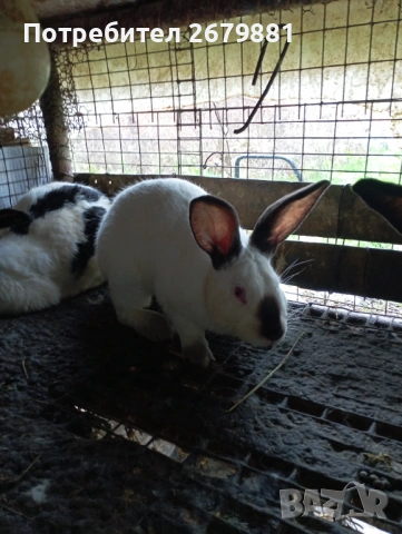 Калифорнийски зайци , снимка 2 - Други - 53016614