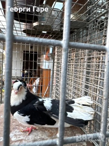 Благоевградски качулат, снимка 3 - Гълъби - 53142346