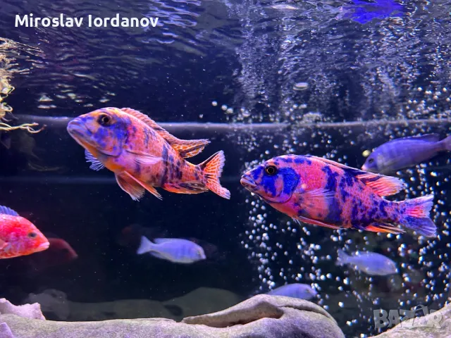 Африкански цихлиди, снимка 1