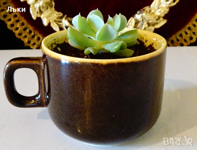 Сукулент Echeveria runionii Topsy Turvy в чаша . , снимка 2 - Стайни растения - 52674618