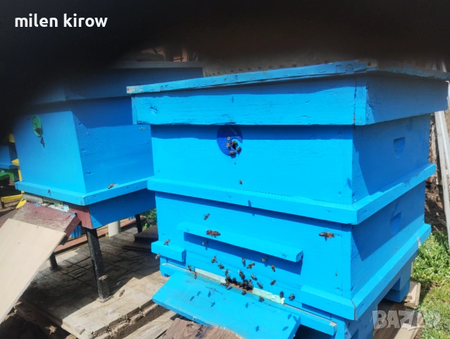 Презимували пчелни семейства