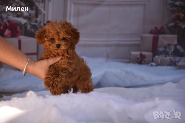 Той пудел (Toy poodle), снимка 12 - Пудели - 52534062