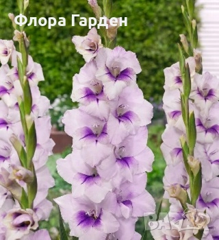 ГЛОКСИНИЯ и ГЛАДИОЛ - Грудки/ПРЕДВАРИТЕЛНИ ПОРЪЧКИ, снимка 12 - Сортови семена и луковици - 49236279