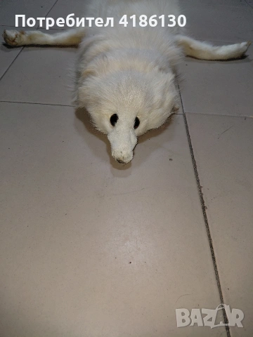 Не ползвана кожа,голям размер от бяла лисица., снимка 2 - Шалове - 53750151