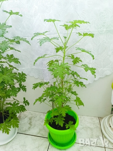 комплект цветя и други балконски цветя , снимка 2 - Стайни растения - 50585932