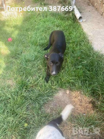 Лабрадор риджбек , снимка 6 - Други - 42689844