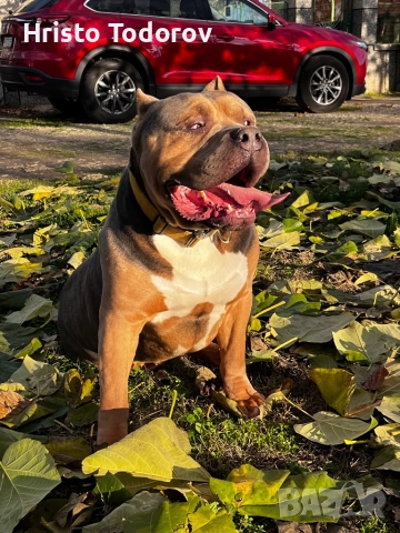 Американско були хл/Разплод, снимка 6 - Други - 52524746