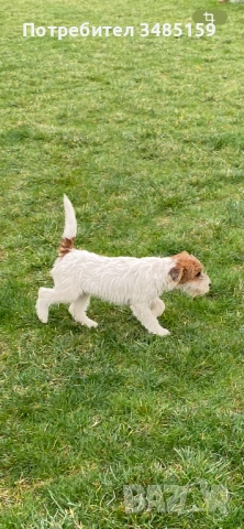 Парсън Ръсел Териер 