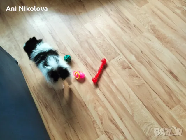 Мини шпиц , снимка 4 - Померан - 49781285