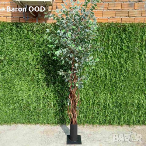 Изкуствен Шарен Фикус Бенджамин с преплетени стебла , снимка 2 - Изкуствени цветя - 42230303