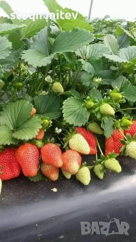 разсад ягоди и марини 0885353190, снимка 4 - Градински цветя и растения - 53524420