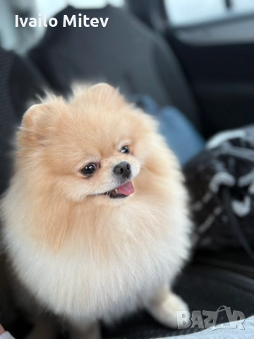 Мъжки померан на 2г за разплод