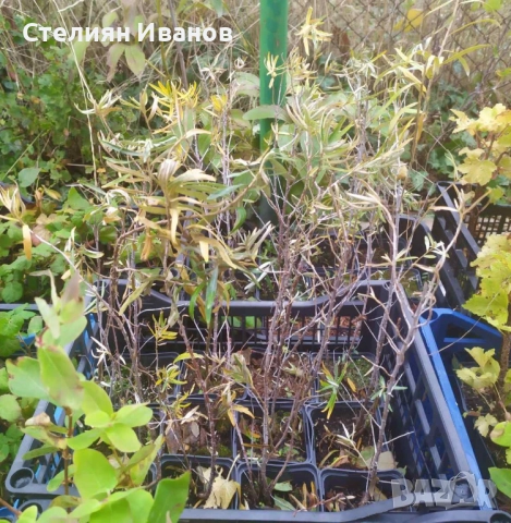 Облепиха, ракитник, сибирски ананас, морски зърнастец (Hippophae rhamnoides), снимка 6 - Градински цветя и растения - 52354345