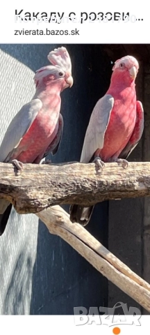 Голямо разнообразие на птици , снимка 4 - Папагали - 52712722