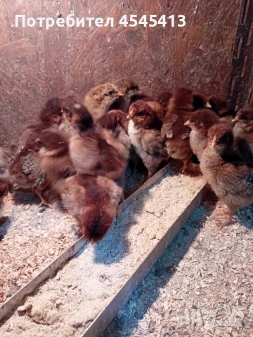 Кокошки ярки, уоман барун, бял легхорн и спербек пилета от селски кокошки, снимка 15 - Кокошки и пуйки - 52341582