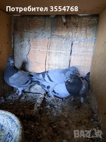 Продавам спортни гълъби , снимка 4 - Гълъби - 50760807