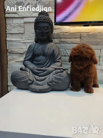 Пудел Той/Poodle Toy, снимка 3 - Пудели - 56294986