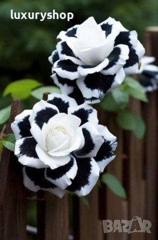 Корени готови за засаждане ” Черна Роза ”, " Нефрит ", " Дъгова " внос Холандия, сертифицирани, снимка 3 - Градински цветя и растения - 42235626