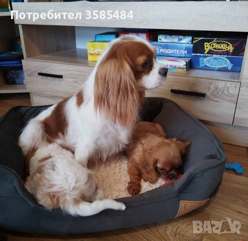 Кавалер Кинг Чарлз шпаньол момченце , снимка 10 - Кавалер кинг чарлз шпаньол - 53365017