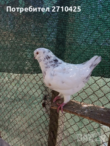 Американски Кинг, снимка 4 - Гълъби - 53258582