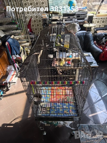 Малък Александър с голяма клетка , снимка 2 - Папагали - 53663642