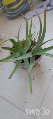 Цветя - алое, традесканция трицветна и лилава, калезия, снимка 9 - Стайни растения - 52022033