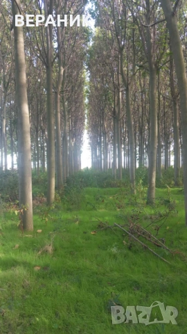 Пауловния трупи, снимка 7 - Строителни материали - 52405145