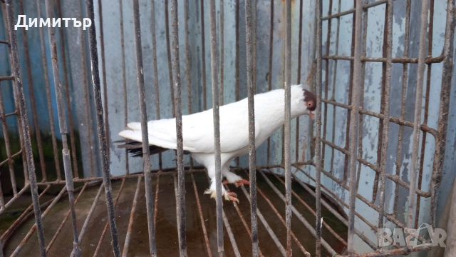 Продавам гълъбите от снимките , снимка 7 - Гълъби - 53144161