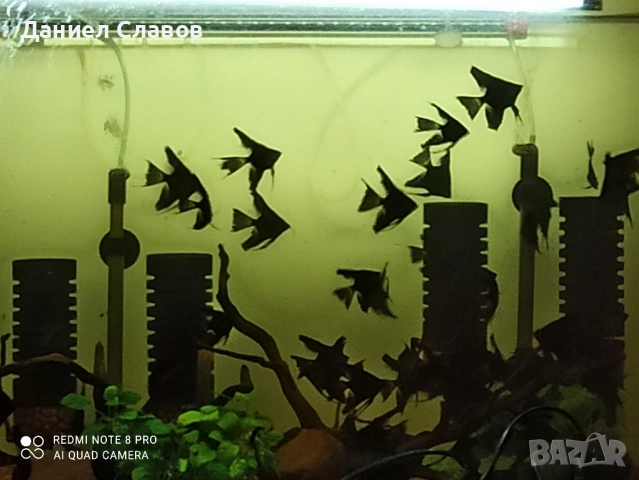 Черни воални скаларии на едро , снимка 2 - Рибки - 52003950