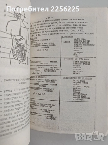 Ръководство за лабораторни упражнения по възрастова анатомия и физиология, снимка 5 - Специализирана литература - 53370265