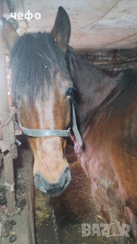 кон , снимка 4 - Други животни - 53723882