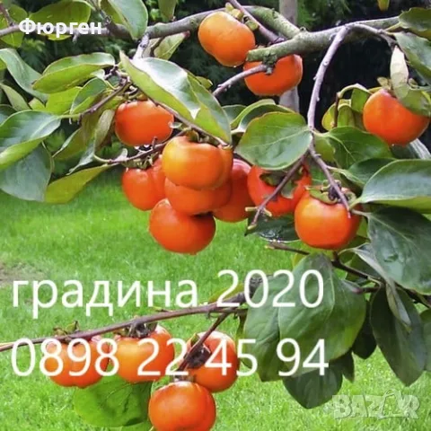 Райска ябълка Налични 3 сорта сорт "Джиро"( Чинибули) , Фую И Костата