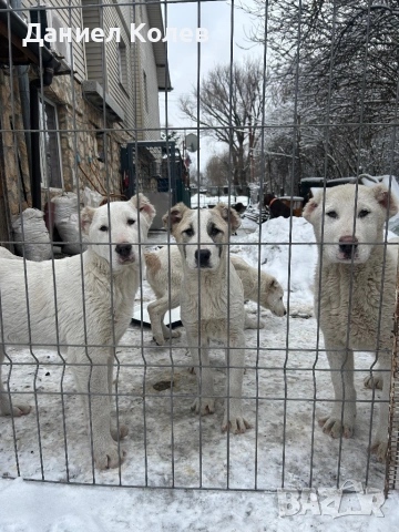 Продавам женски алабаи, снимка 2 - Алабай - 53400045