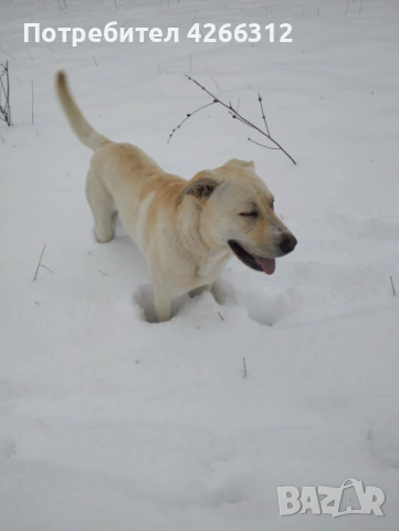 Подарявам мъжки кучета. Майка Лабрадор, баща Алабак., снимка 5 - Други - 53506330