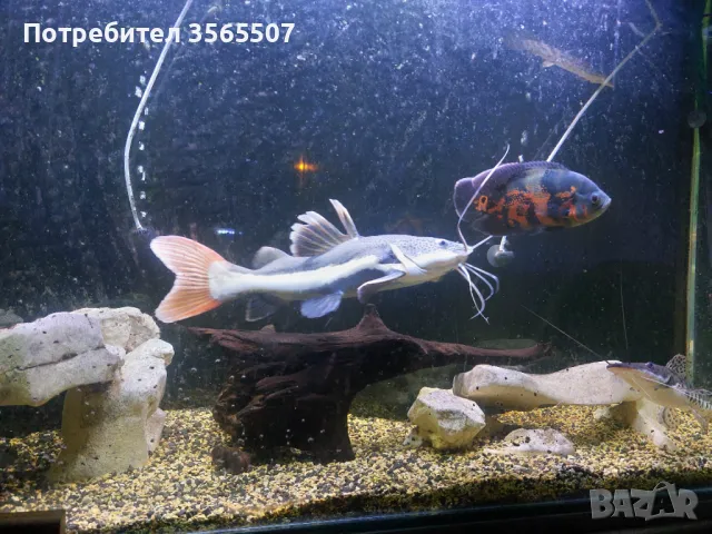 Червеноопашат сом, снимка 1