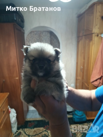 Продавам померани, снимка 2 - Померан - 52792953