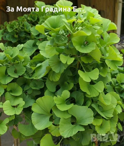 Гинко Билоба , снимка 2 - Градински цветя и растения - 49459658