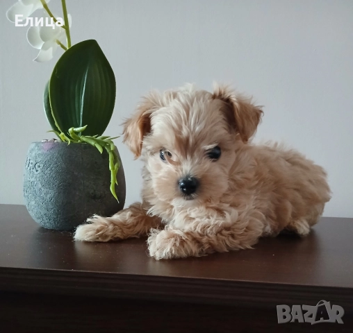 Малтипу/Той пудел , снимка 5 - Пудели - 51832511