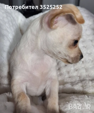 ПРОДАВАМ  ЧИХО-ПИНЧЕР БЯЛО  МОМИЧЕНЦЕ !, снимка 4 - Пинчер - 53577680