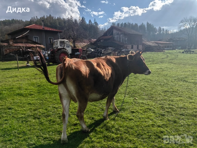 Крава Джарсе , снимка 2 - Овце - 51575934