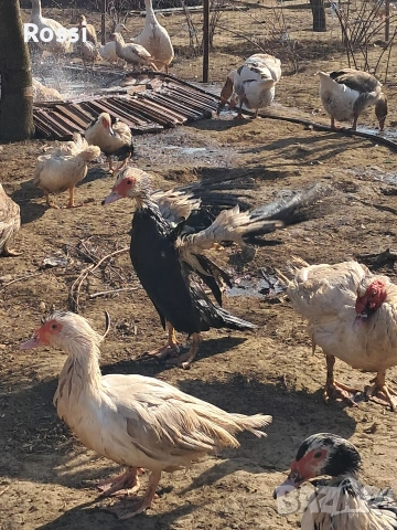 Неми патици, снимка 3 - Патици и гъски - 53837625