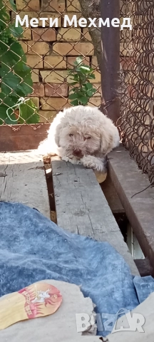 лагото, снимка 14 - Други - 51213827