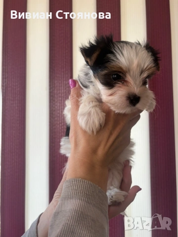 Мъжко и женско йорки бивери, снимка 5 - Йоркширски териер - 53825854