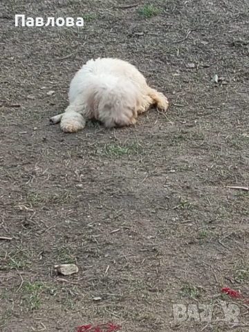 Продавам кученца лагото романьоло, снимка 3 - Други - 53065220