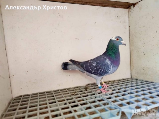 Спортни гълъби , снимка 1