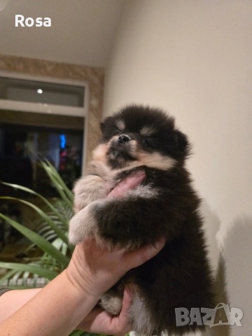 Продавам померани , снимка 4 - Померан - 52681968