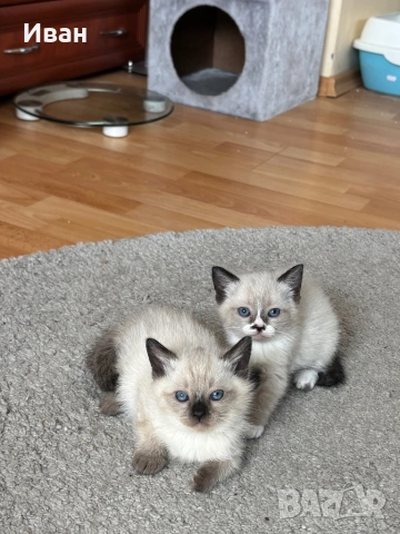 породисти котенца, снимка 7 - Персийска - 53830758