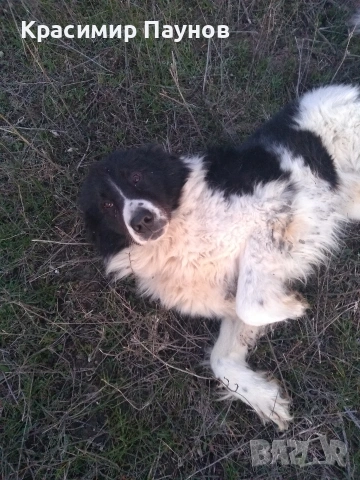 Малки  каракачанки . 4 месеца ., снимка 11 - Каракачанска овчарка - 53821136