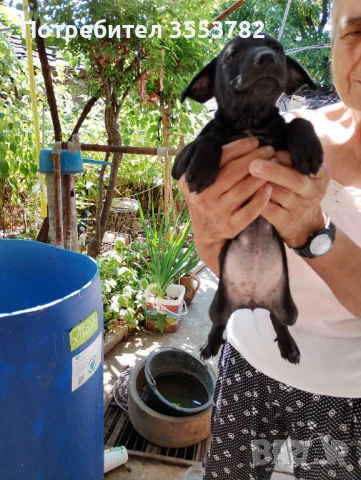 Подарявам две малки кученца , снимка 1